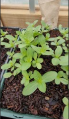 Transplant Shock Isn’t About Transplanting: